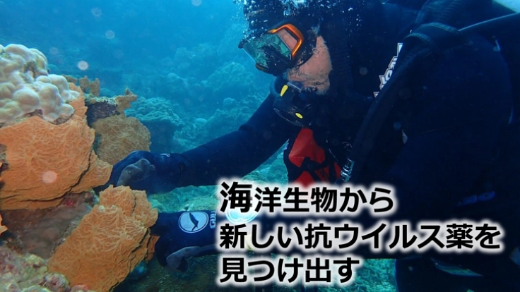 ウイルス感染症の治療薬の素となる化合物を海洋生物から見つけたい