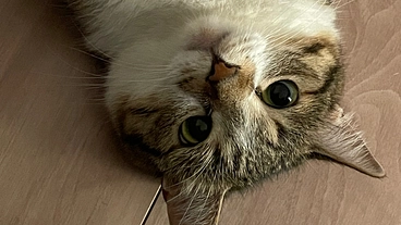 まぐの尿管閉塞の手術費用のためにご支援お願いします！ のトップ画像