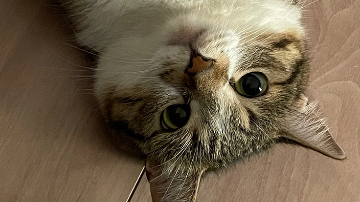 まぐの尿管閉塞の手術費用のためにご支援お願いします！