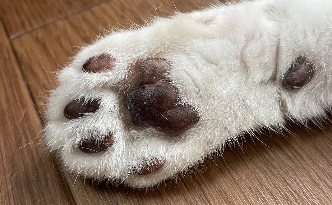 リターン不要コース