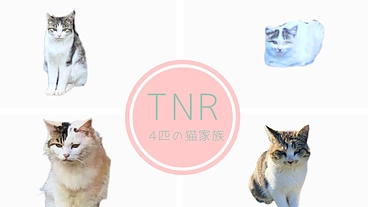 飼い主のいない猫4匹の避妊手術をします。 のトップ画像