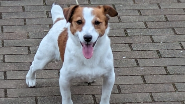 未知の遺伝病と闘うサンタを助けて下さい！ のトップ画像