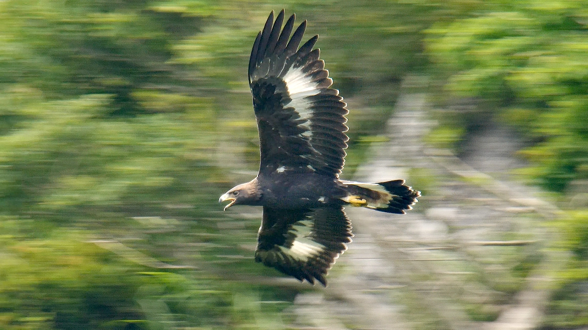 伊吹山のイヌワシ、今年の繁殖が成功しますように
