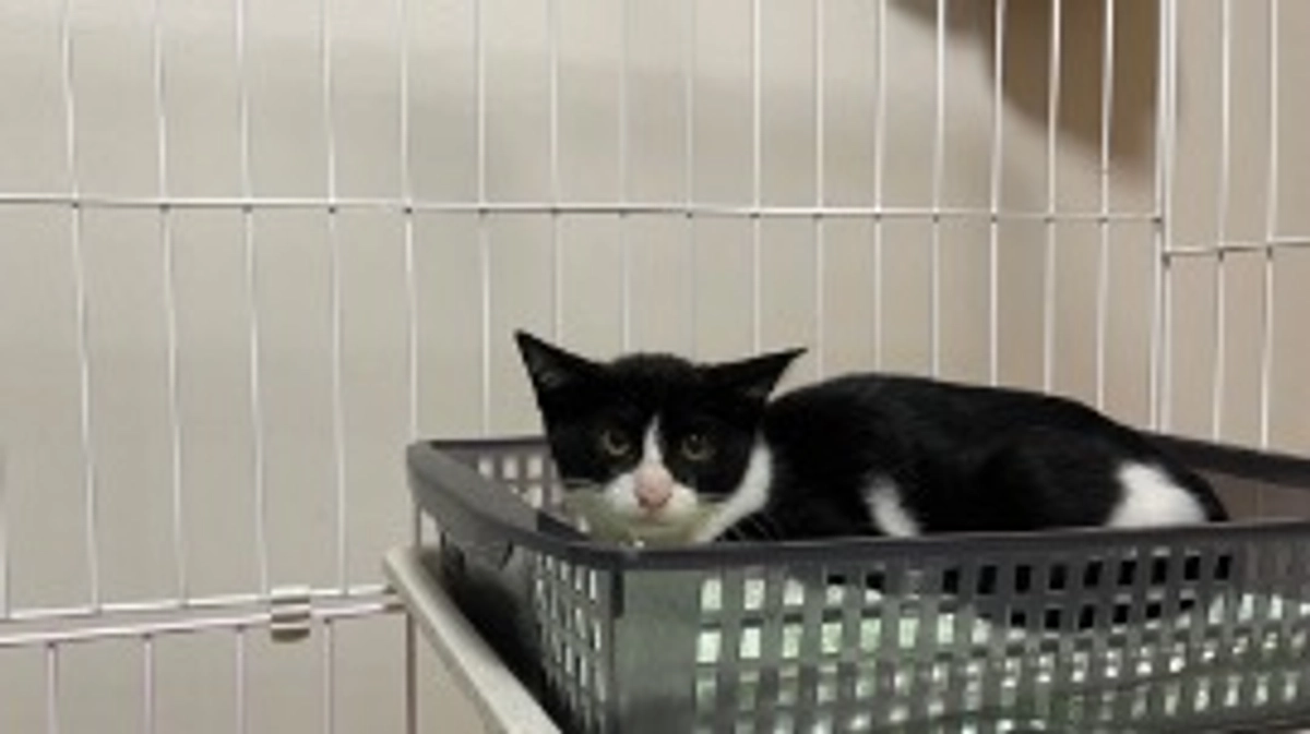 ハチワレ猫のトコちゃん❤️