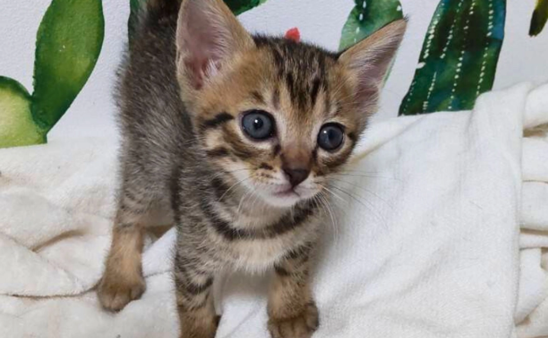 【猫の尊い命のために】全力応援コース|3千円