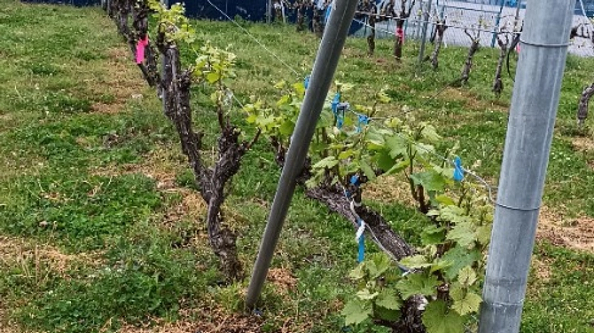 ブドウ栽培・シーズンイン！