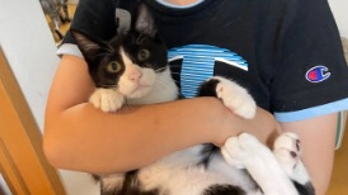 ハチワレ猫のトコちゃん❤️