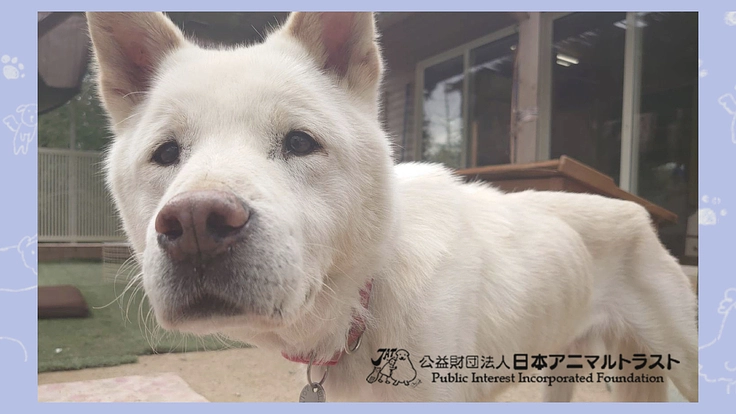 毎日をもっと幸せに。ハッピーハウスの老犬介護ルームに屋根を作りたい
