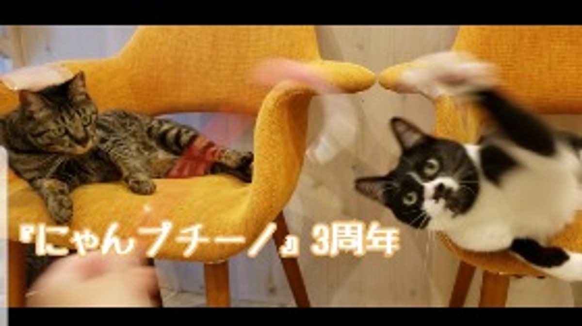 保護猫カフェ『にゃんプチーノ』3周年！