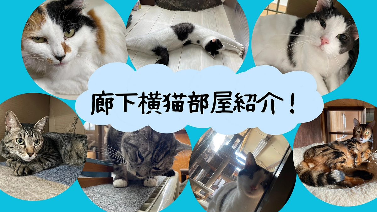 【4月活動報告】猫部屋紹介♬