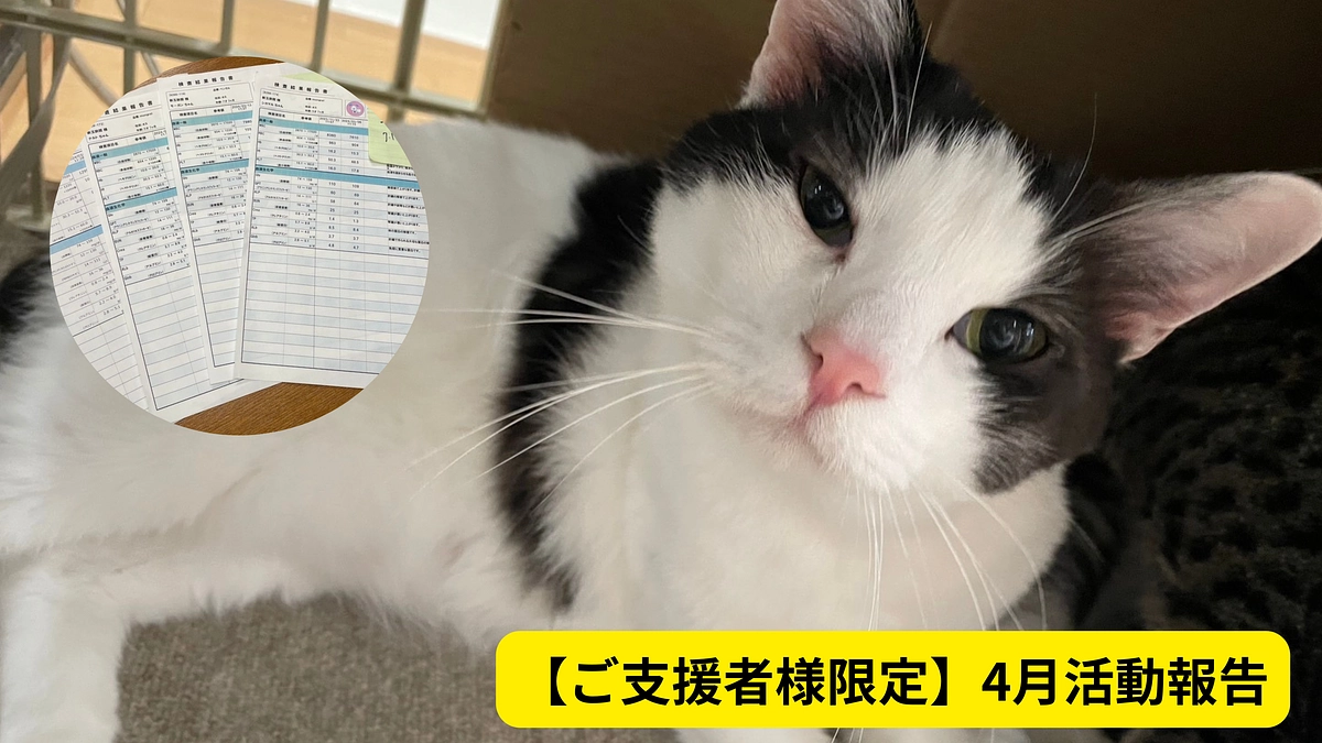 【ご支援者様限定】感謝の気持ちと新玉にゃんこの写真報告