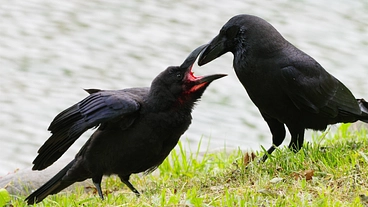 保護されるカラスのDNA鑑定を継続したい のトップ画像