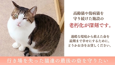 保護猫の最後の砦を守りたい。老朽化した施設の修繕と医療費にご支援を のトップ画像