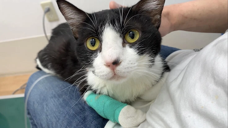 猫伝染性腹膜炎(FIP)と闘う「むーくん」にご支援をお願いします