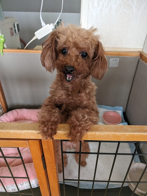 シェルターの活動報告