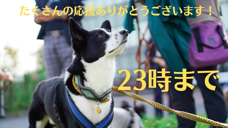 人と生きる中、本当の意味で犬にとって安全安心な居場所を作りたい！