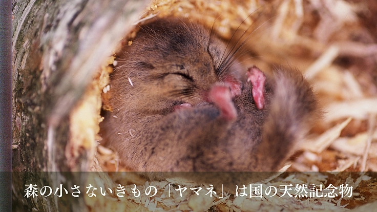 森の宝「ヤマネ」を守る。いきもの達が棲む豊かな未来をみんなで作ろう 2枚目