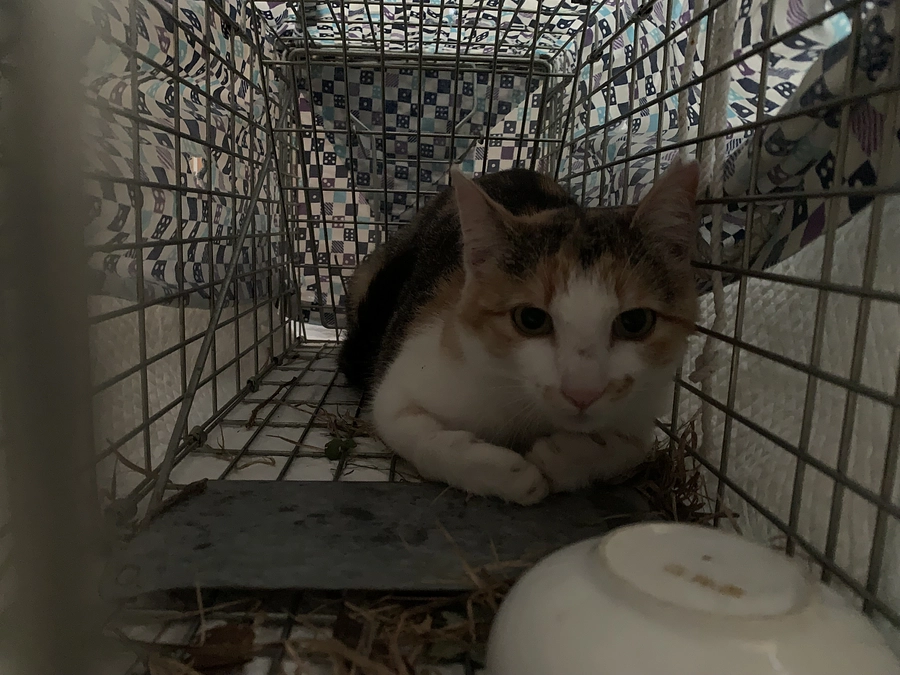 ハルちゃん（ミケちゃん）の姉妹猫　保護しました！