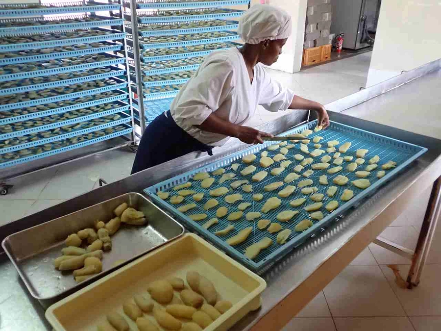 干しいも作り、始まりました！