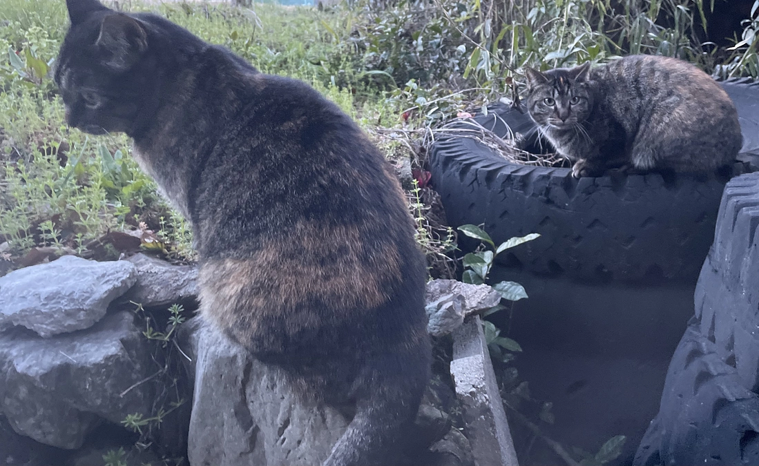 放り出された猫たち…