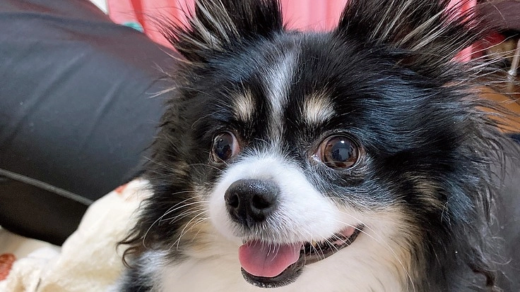 子宮蓄膿症の愛犬リリちゃんを救って頂けないでしょうか？