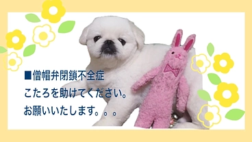愛犬（こたろ）を助けてください。手術費用のご支援お願いいたします のトップ画像