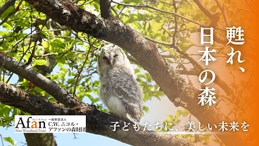 100年後の森の姿をアニメーションで描き、多くの人に伝えたい のトップ画像