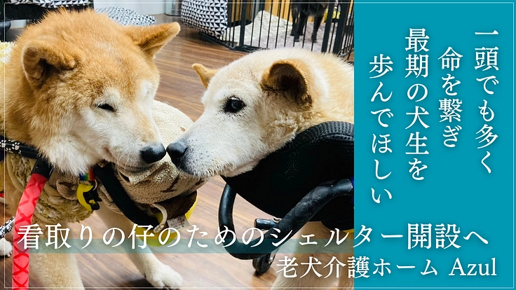 殺処分対象の老犬をより多く引き取れるように。看取りシェルター開設へ