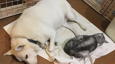 子供達の笑顔溢れる保護犬猫の終の棲家ワンコにゃんこハウスを守りたい のトップ画像