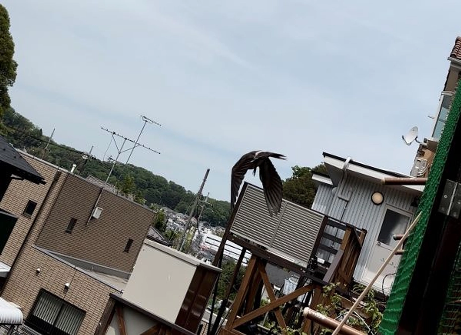 【リリース情報】両足に糸が絡まっていたムクドリ