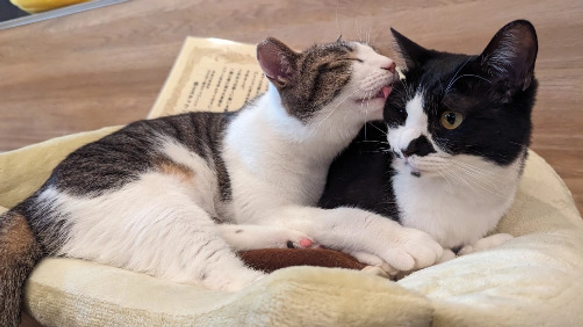 たままちゃん、ちくわぶ君✨本格譲渡決定🎓