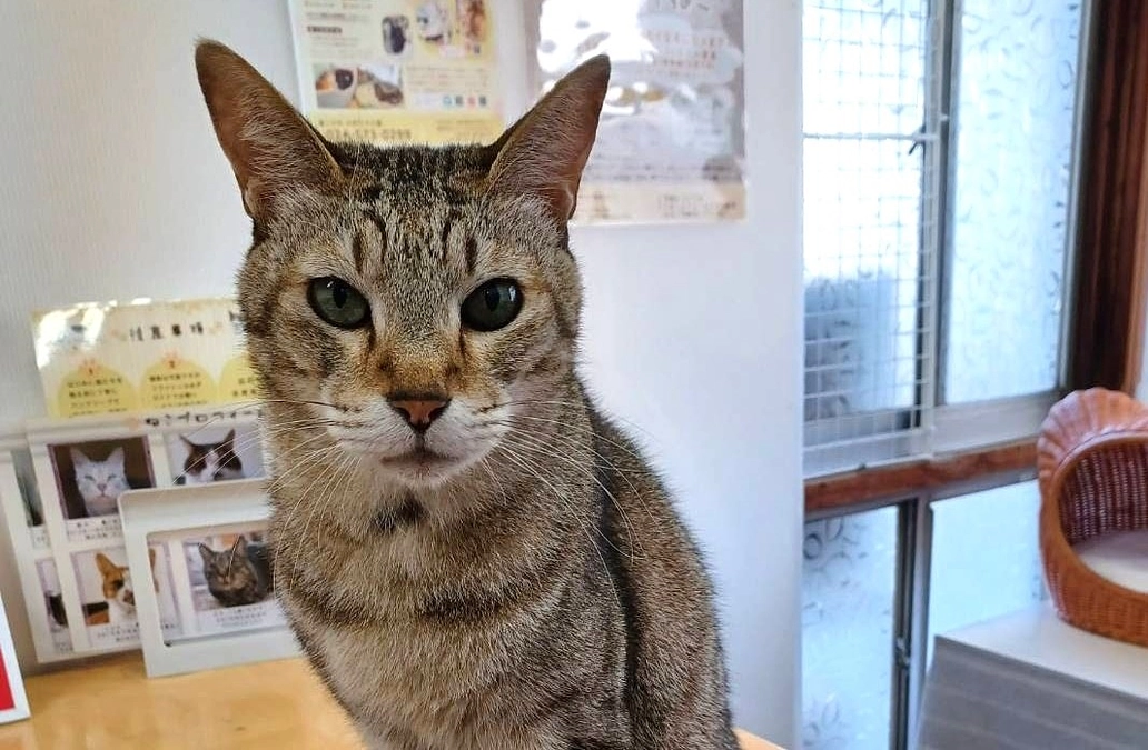 🔹腸内の病気を抱えていたショコラについてのご報告🔹 