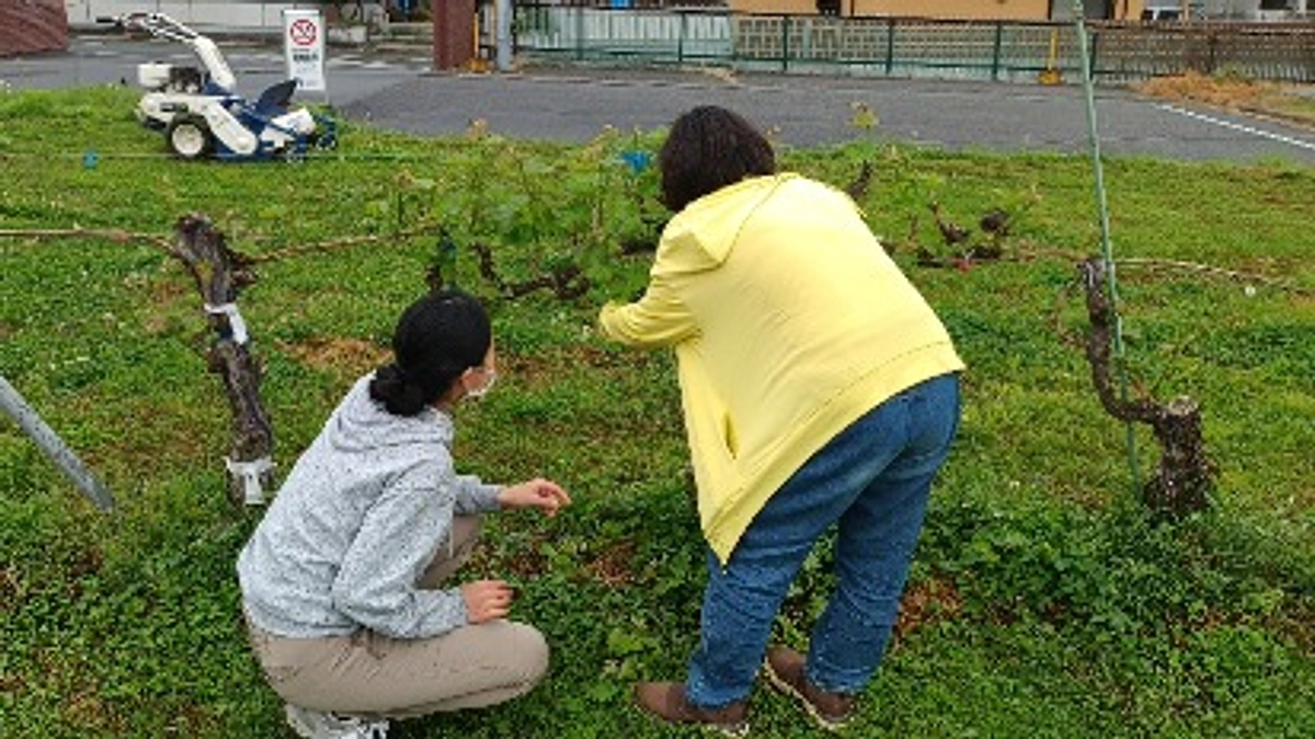 ブドウ栽培実習