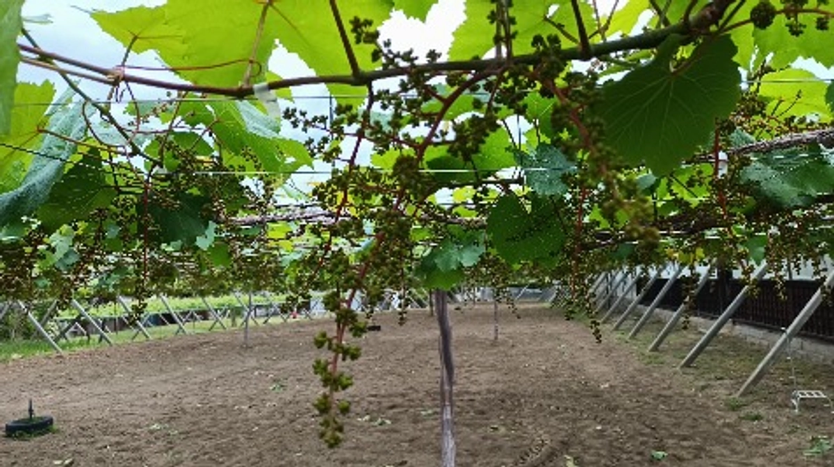 マスカット・ベーリーA  for  シン・山梨大学ワイン