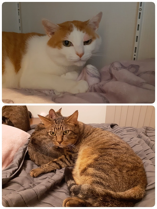 【凪君】と【ちゃたん君】の投薬と今後の予定