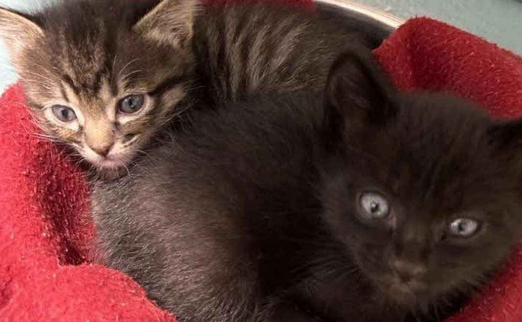 3,000円寄附コース