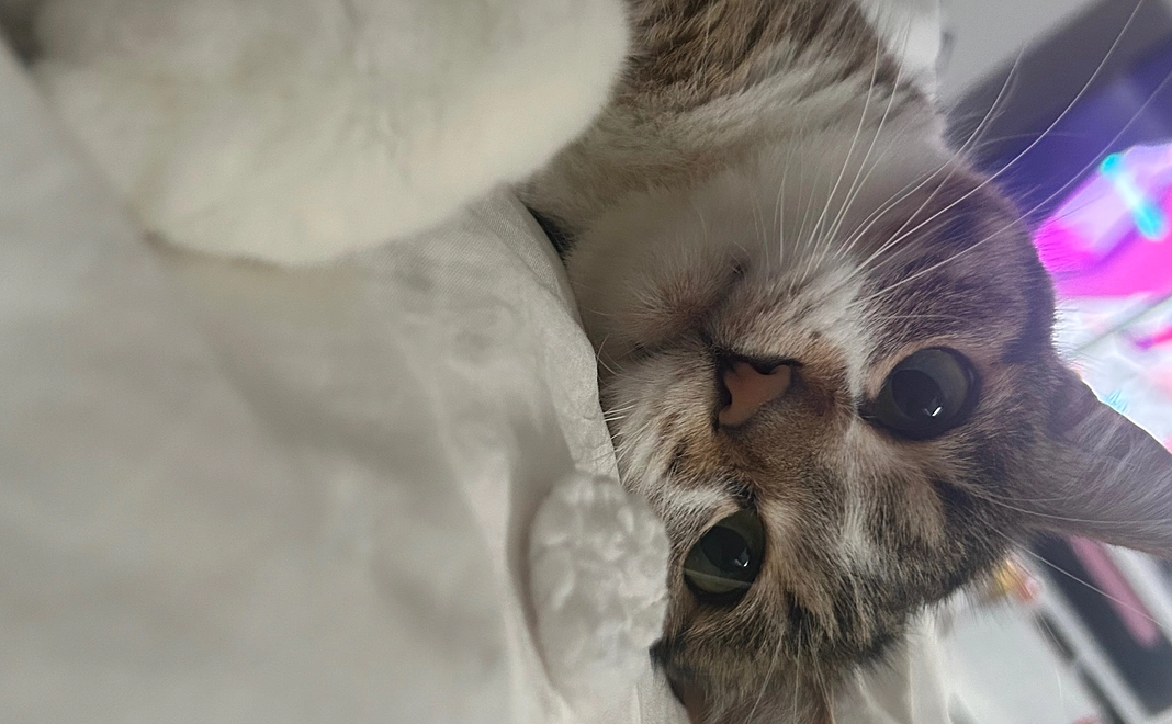 ご支援感謝とまぐの写真1