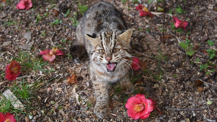 絶滅危惧種ツシマヤマネコを守り抜くために！保護区を整備し安住の地を