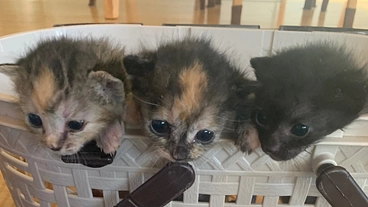 命のバトンにご支援よろしくお願いしますネクストゴール挑戦中 のトップ画像