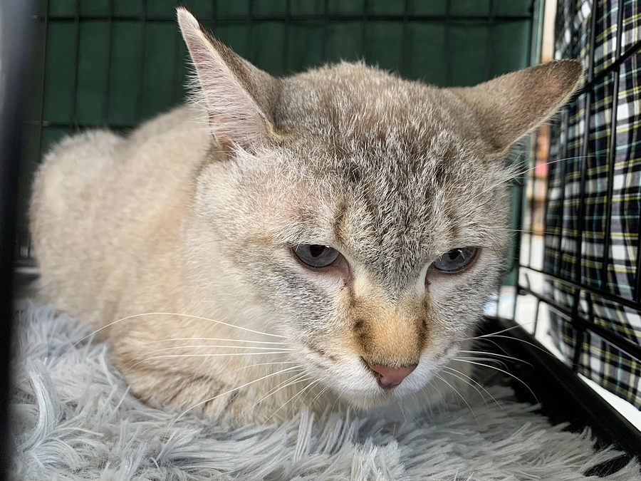 18日(土)のねこ活お見合い会のご報告