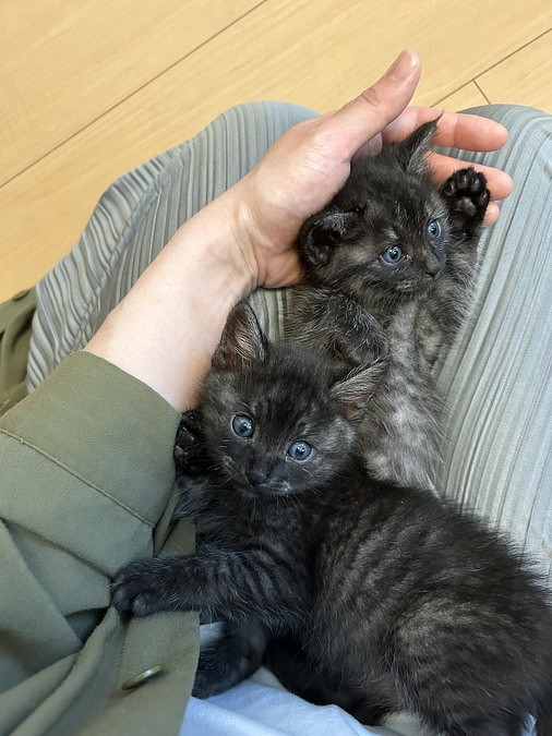 子猫の保護活動