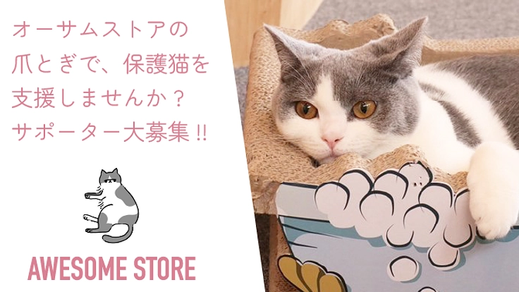 保護猫たちに未来を!爪とぎリターンに保護猫施設をご支援ください!