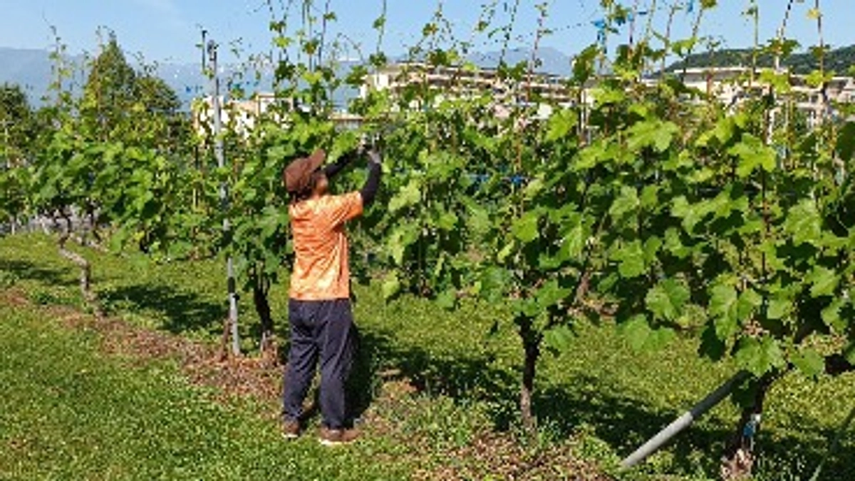 学生とブドウ栽培実習で汗をかく