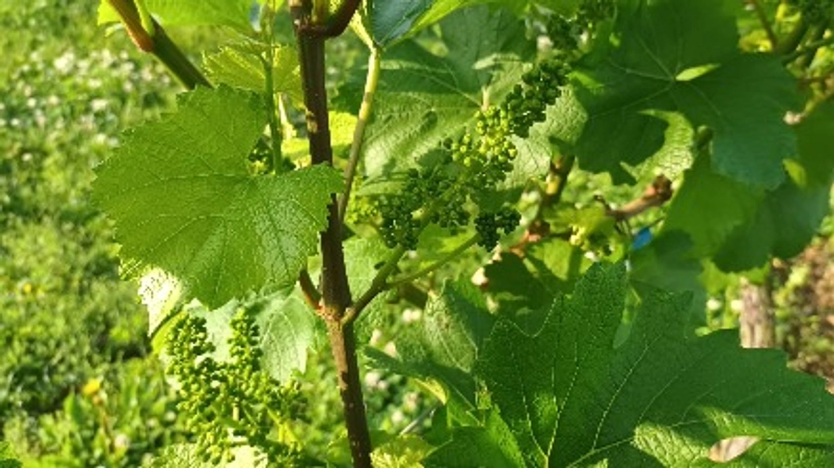 ワイン科学研究センター前のブドウの成育状況