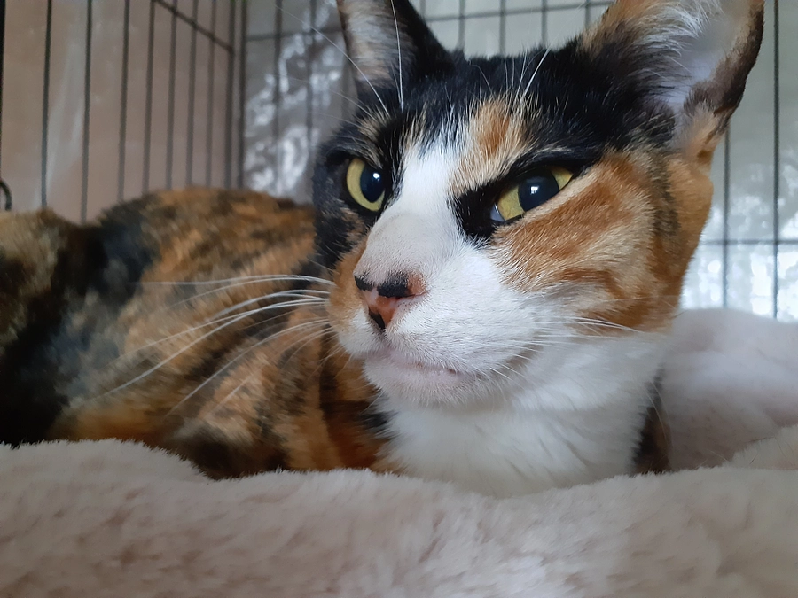 【みれいちゃん】里帰り