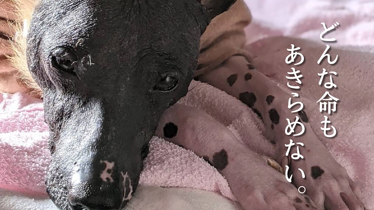 殺処分ゼロを守り抜くために。今を乗り越えるためのご支援を。