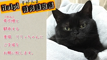 【助けてください】骨肉腫と闘病するリリィにご支援をお願い致します。 のトップ画像