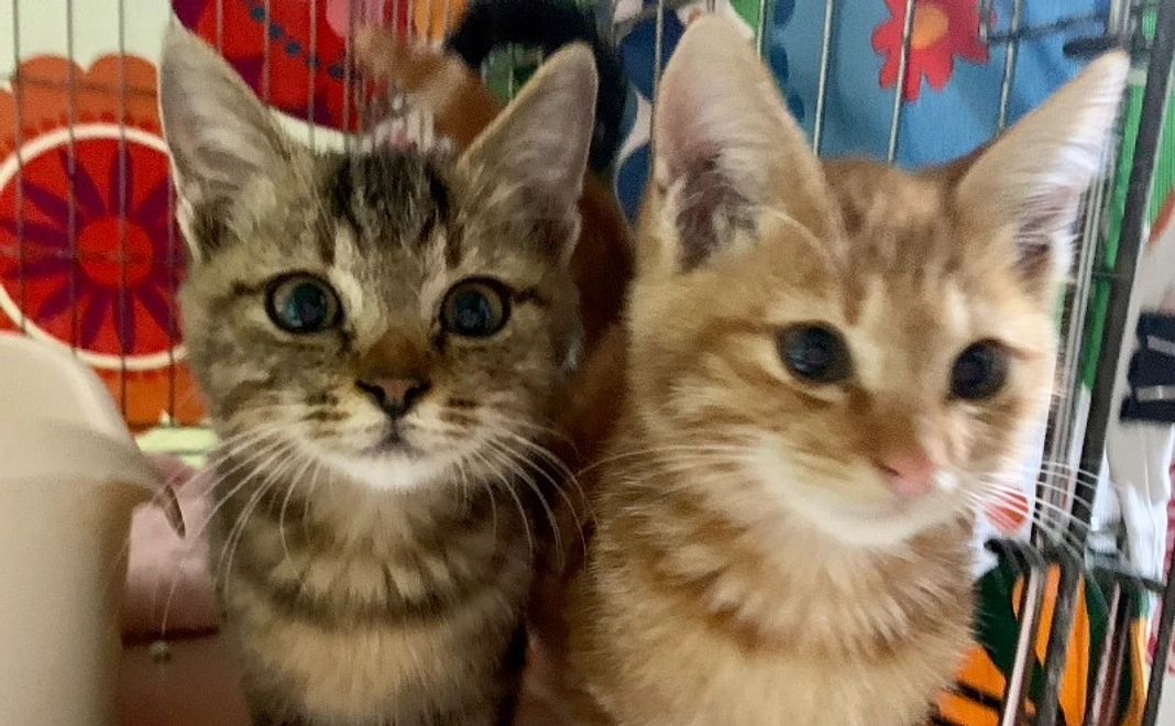 【リターン不要】シェルター開設応援コース|1万円