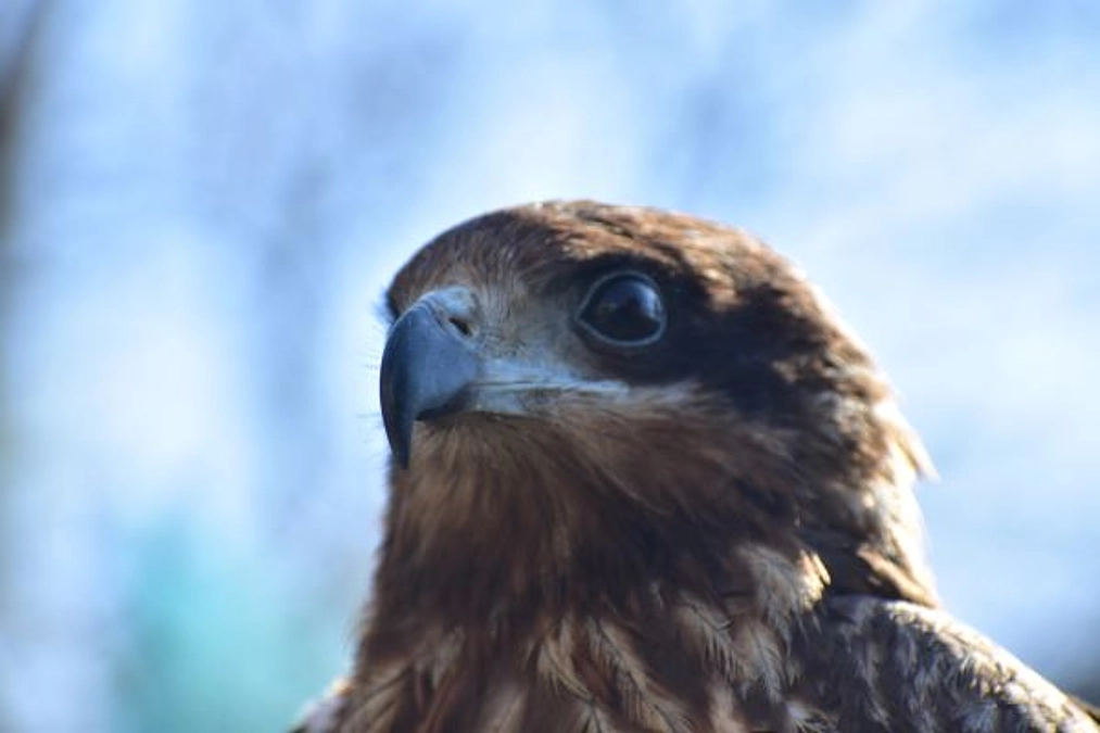 【訃報】度々の試練を乗り越えたトビのトン