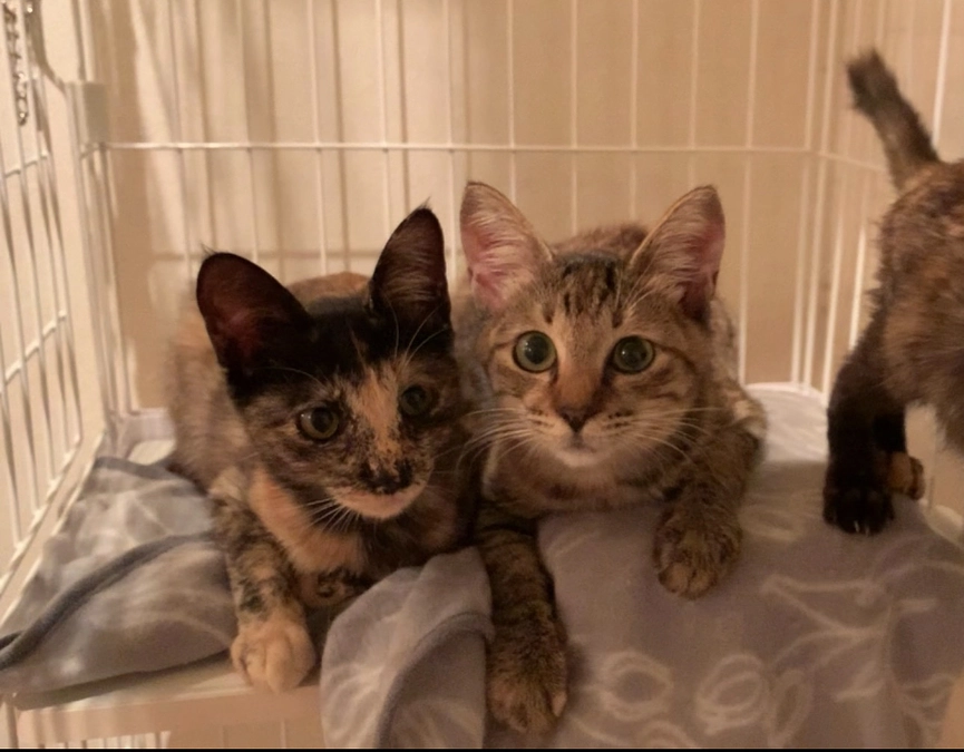 サビちゃん、キジちゃん　昨日トライアルに出発しました！！